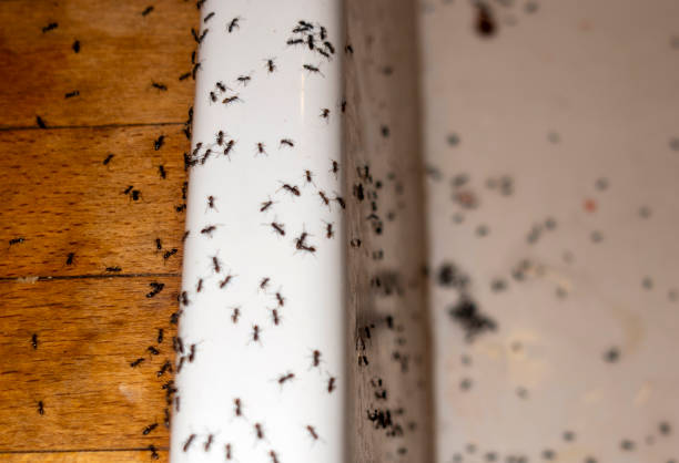 Trusted Ontonagon, MI Pest Control Experts